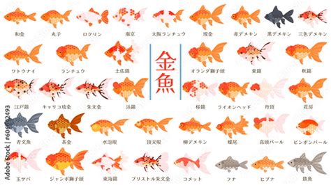 金魚品種|金魚の種類の一覧を紹介！どんな品種の魚がいるのか。